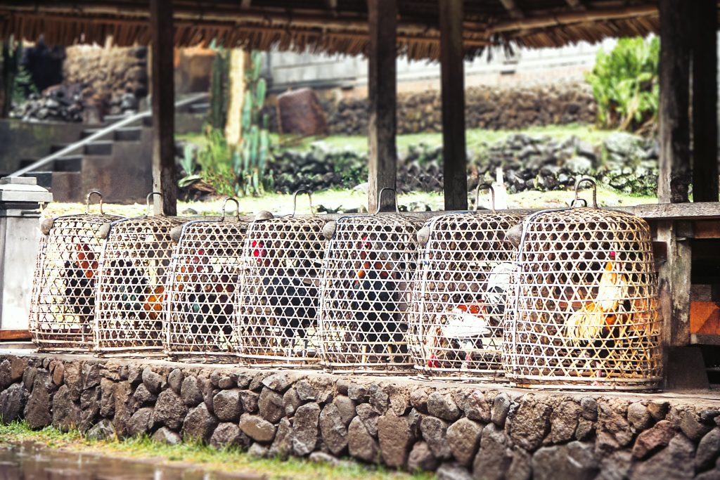 Giữ những con gà trống đắt tiền để chọi gà dưới những chiếc giỏ hình chuông ở một ngôi làng trên đảo Bali
