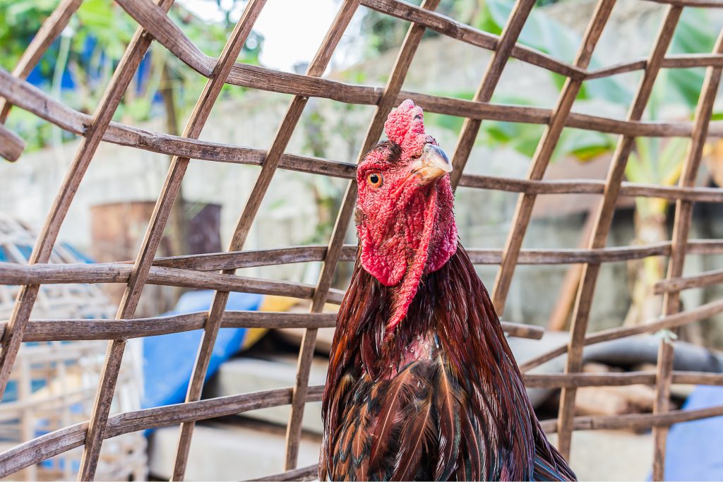 Chọi gà trong chuồng tại Châu Á Thái Lan